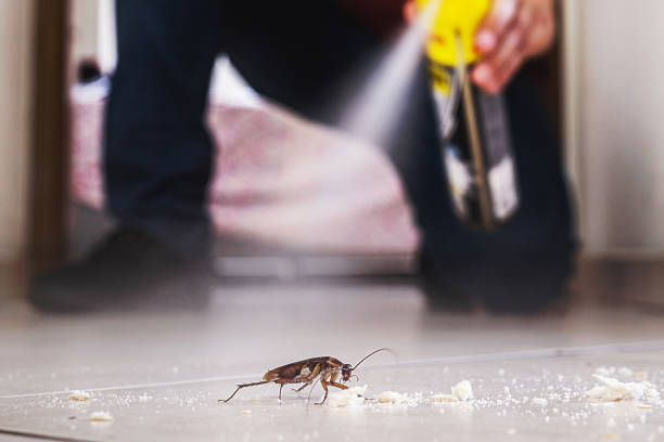 Spider Control Near Me in Alva, FL